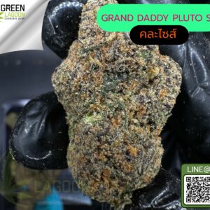 Grand daddy pluto S1