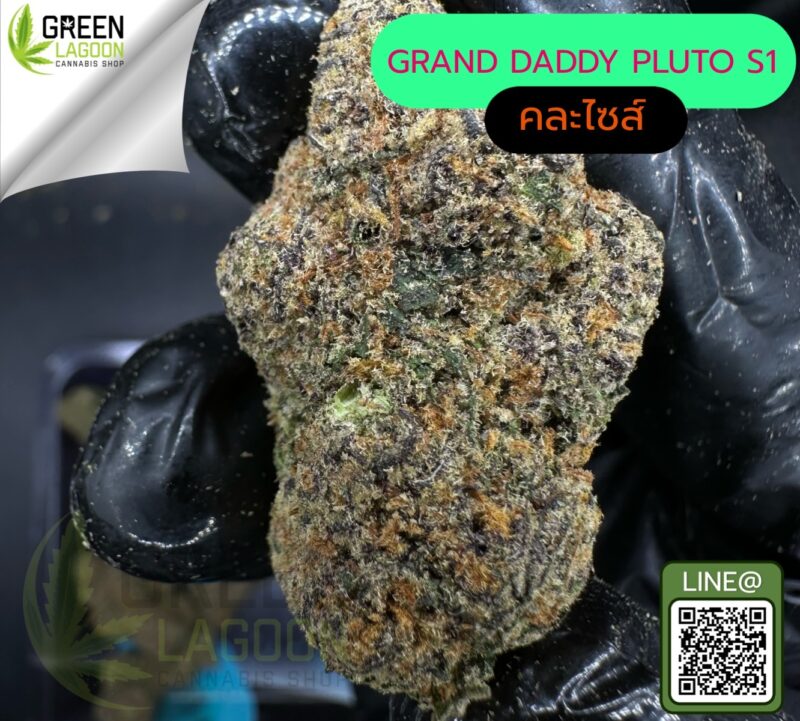 Grand daddy pluto S1