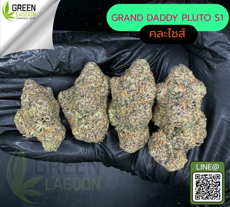 Grand daddy pluto S1