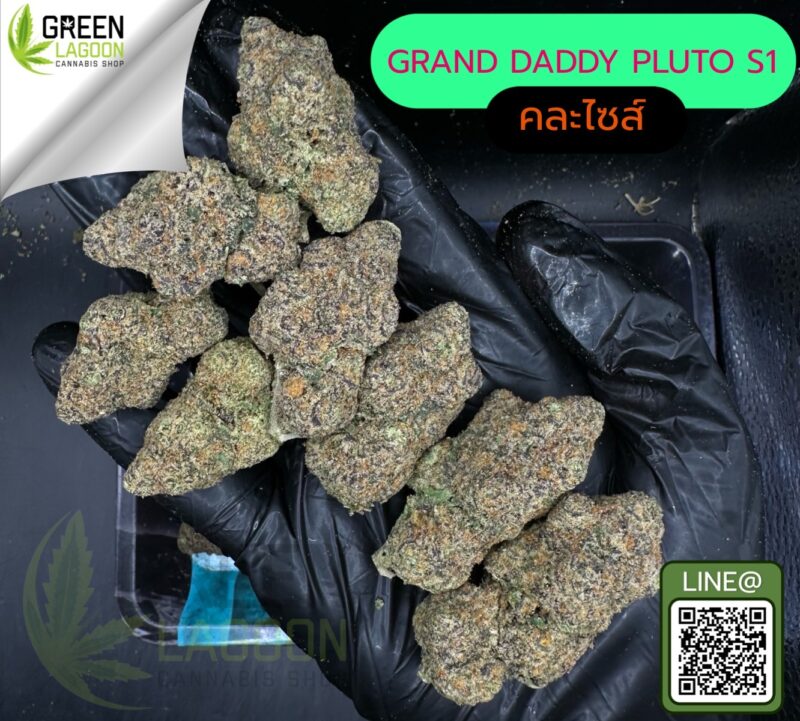 Grand daddy pluto S1