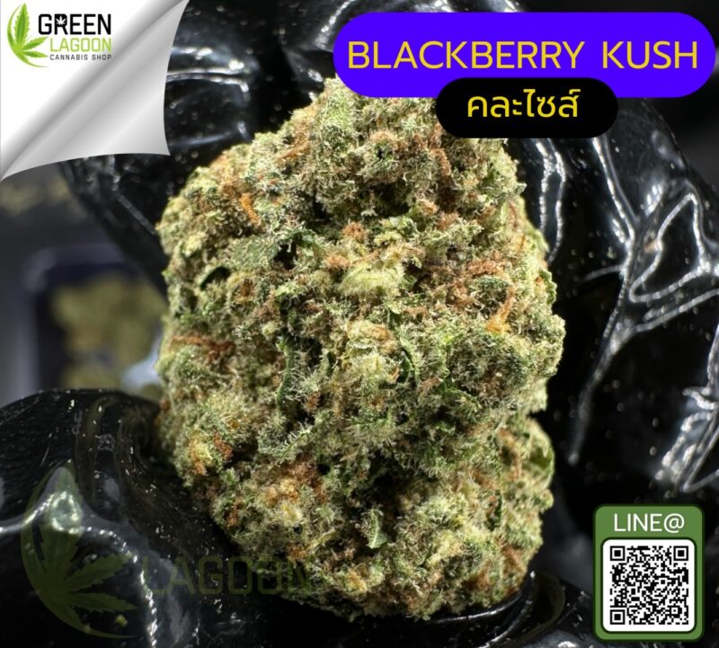 Blackberry kush