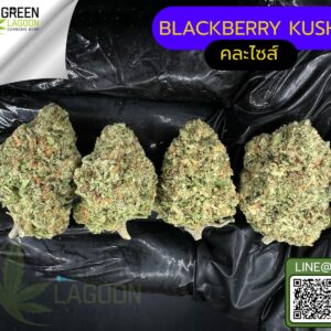 Blackberry kush