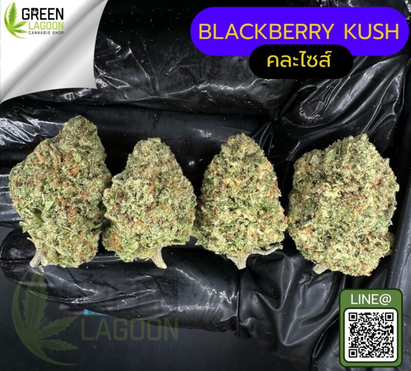 Blackberry kush