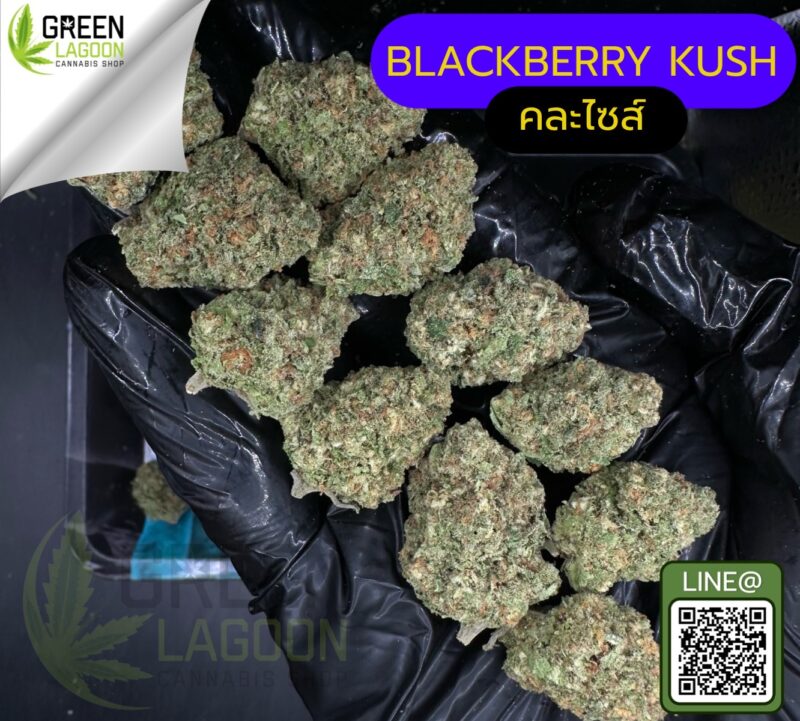 Blackberry kush