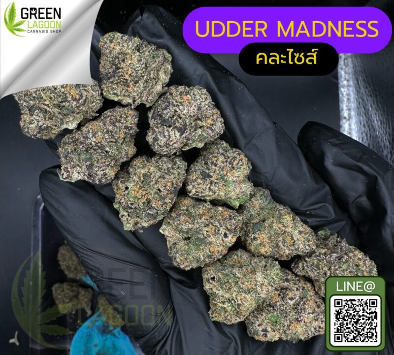 Udder madness