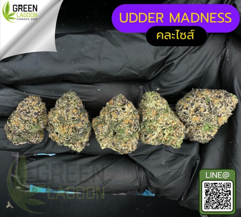 Udder madness