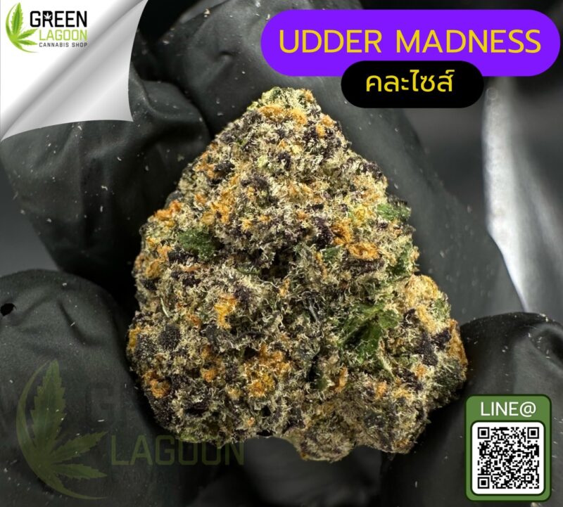 Udder madness