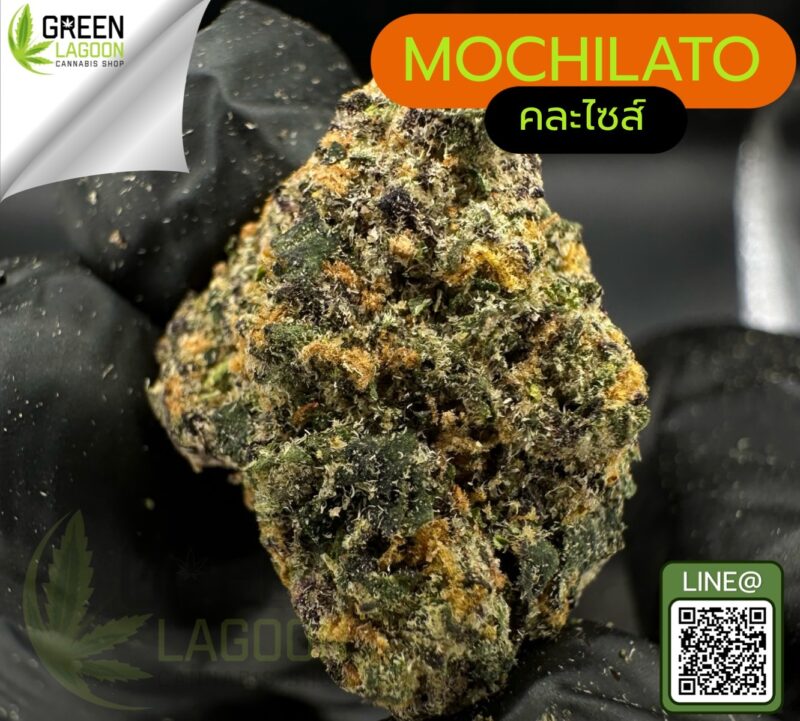 Mochilato