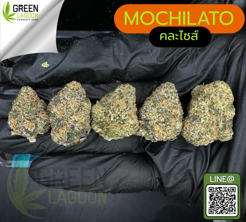 Mochilato