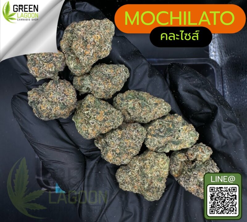 Mochilato