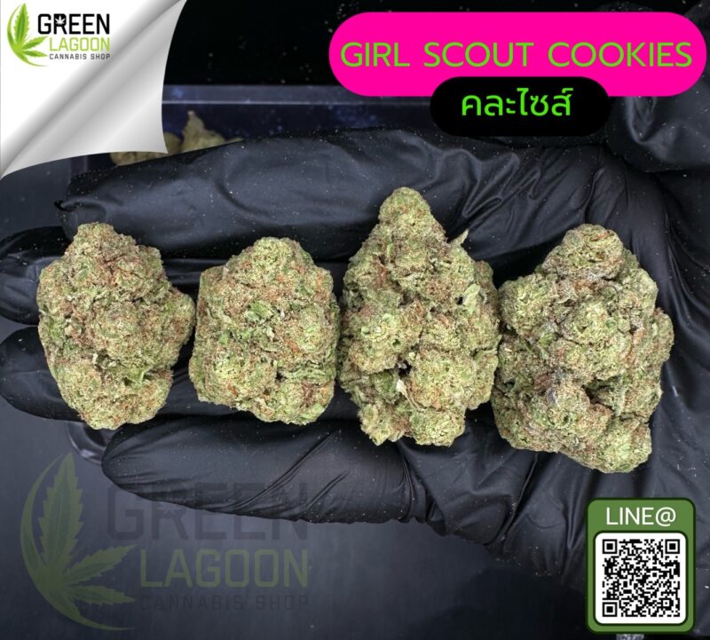 Girl scout cookie