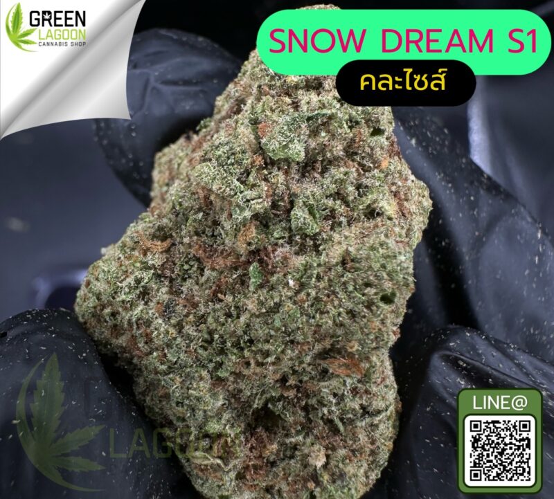 Snow dream S1