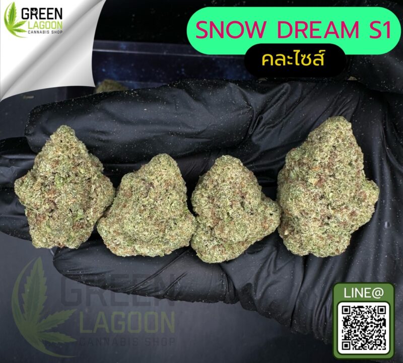 Snow dream S1