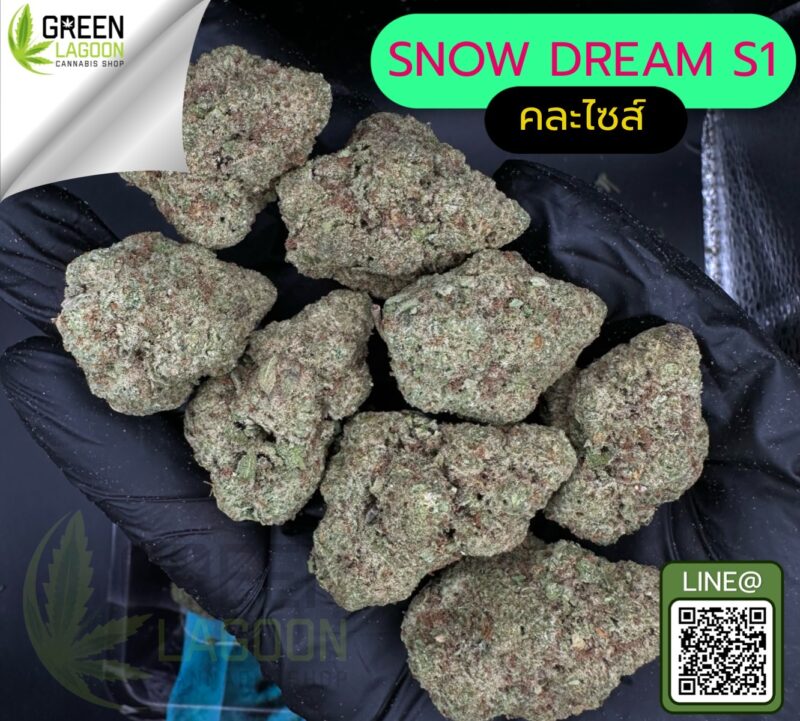 Snow dream S1