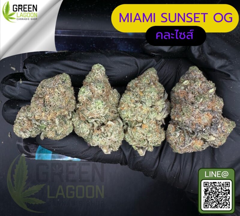 Miami sunset OG