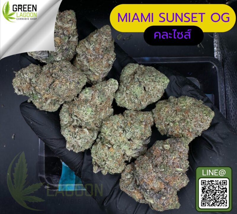 Miami sunset OG