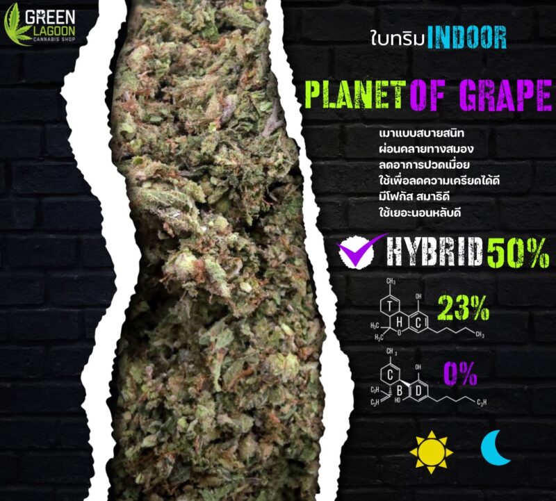 ใบทริม Planet of grape (indoor)