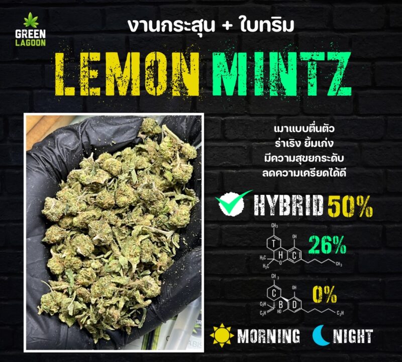 lemon mintz งานกระสุน+ใบทริม (indoor)