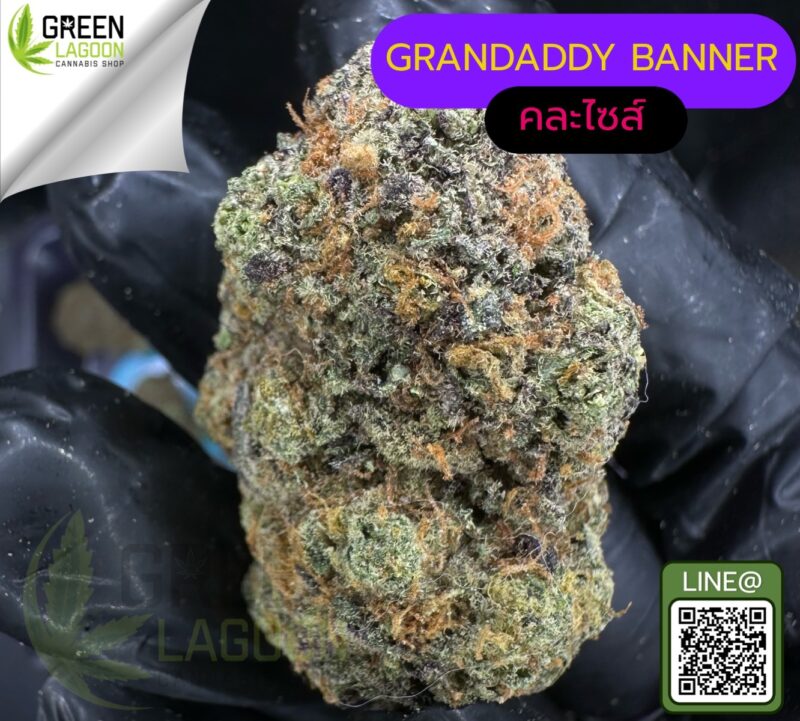 Grandaddy banner
