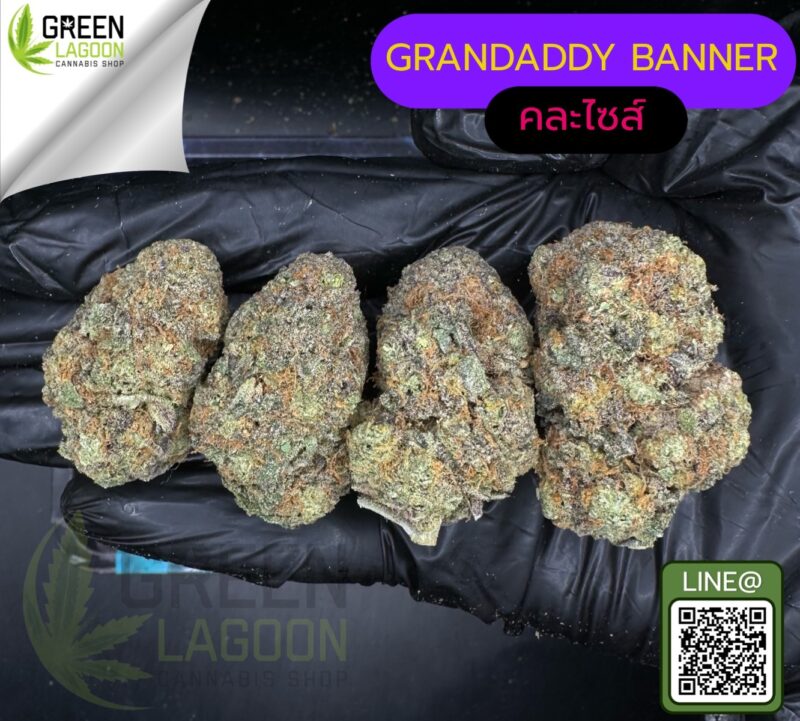 Grandaddy banner
