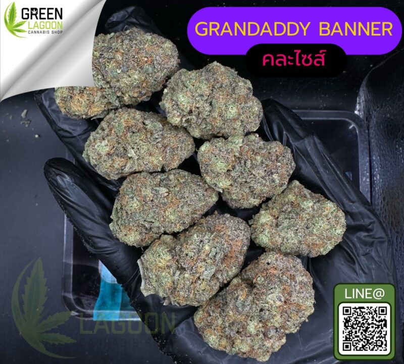 Grandaddy banner