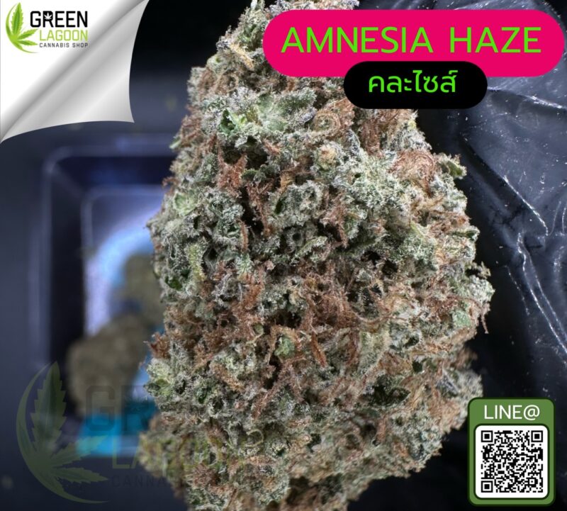 Amnesia haze