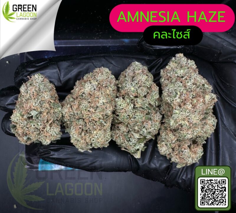 Amnesia haze