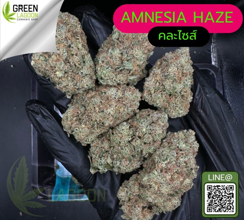 Amnesia haze