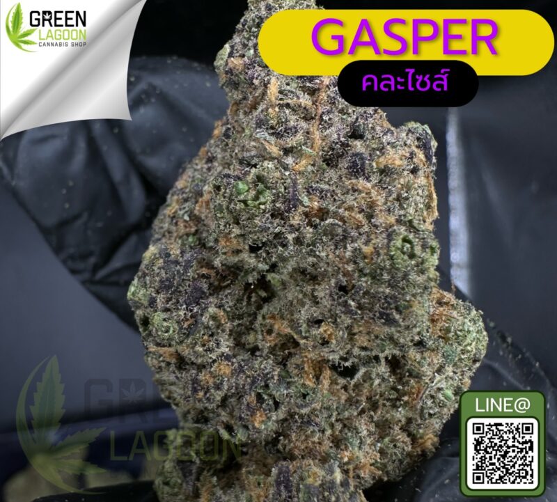 Gasper