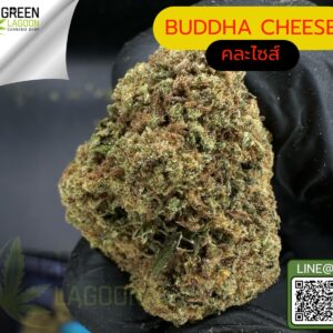 Buddha cheese