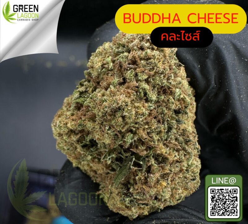 Buddha cheese