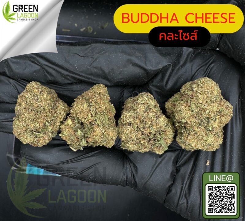 Buddha cheese