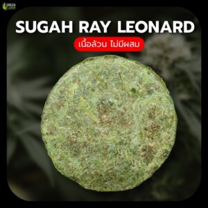 งานอัดดอก Sugah ray leonard (indoor)
