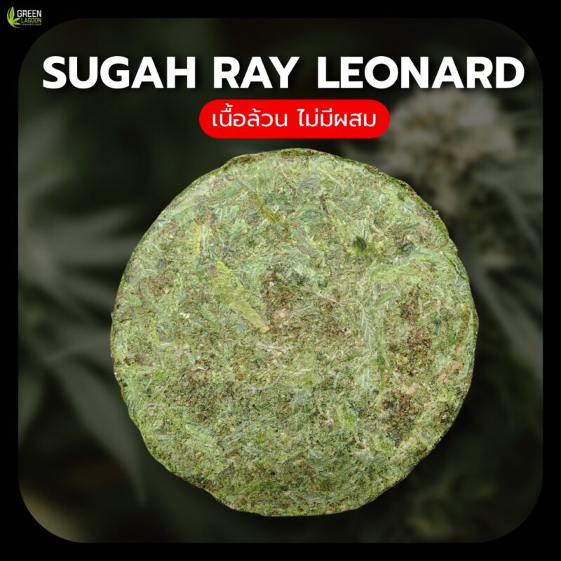งานอัดดอก Sugah ray leonard (indoor)