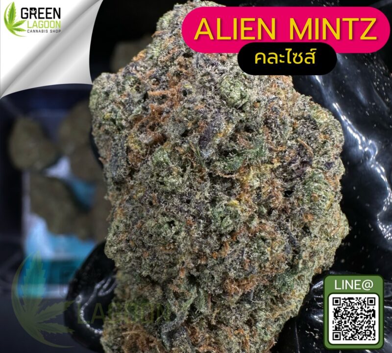 Alien mintz