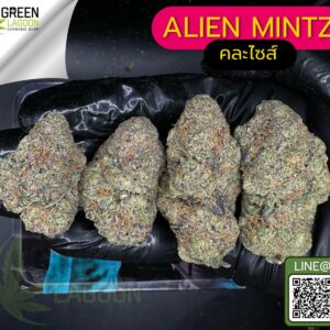 Alien mintz