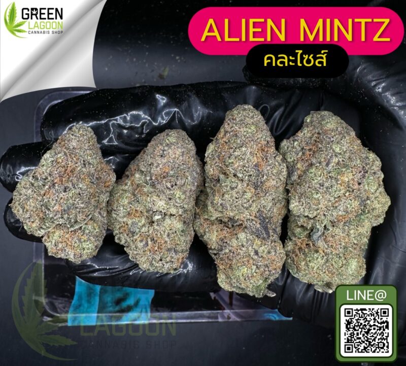Alien mintz