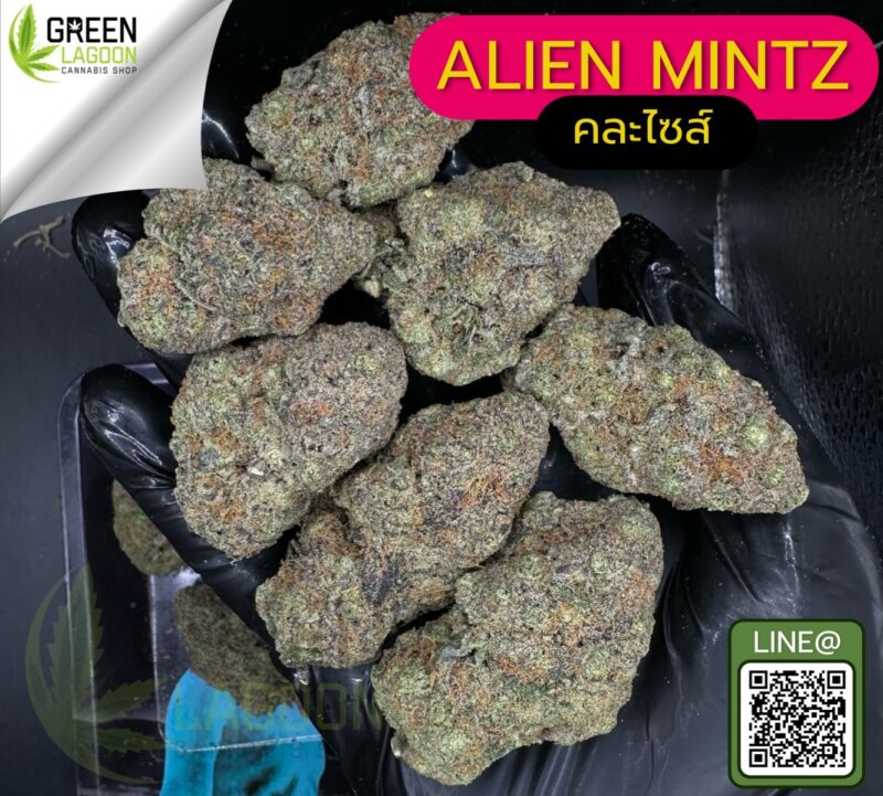 Alien mintz