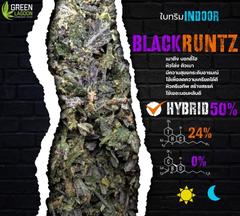 ใบทริม Black runtz (indoor)