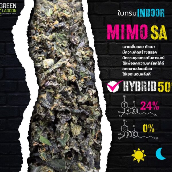 ใบทริม mimosa (indoor)