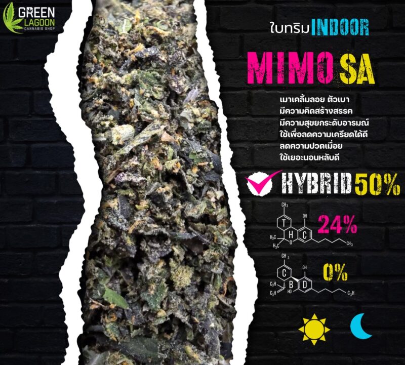 ใบทริม mimosa (indoor)