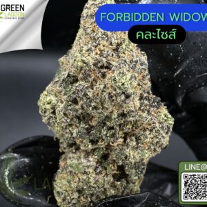 Forbidden widow