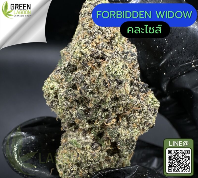 Forbidden widow