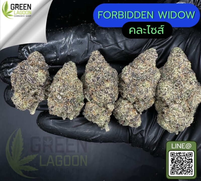 Forbidden widow