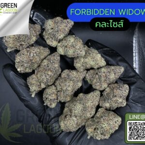 Forbidden widow