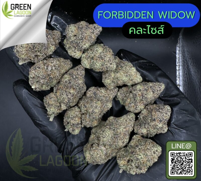 Forbidden widow