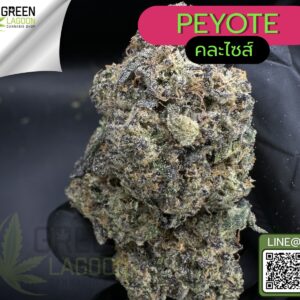 Peyote