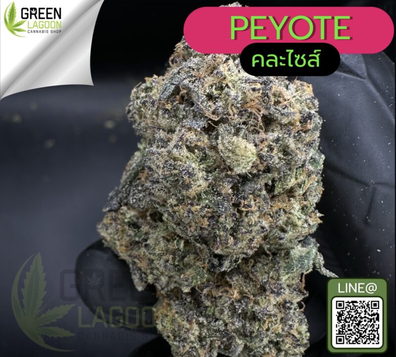 Peyote