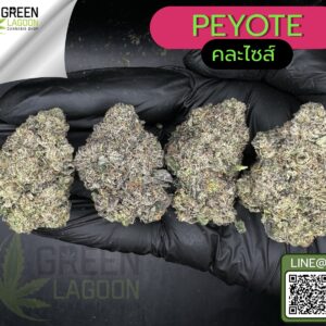 Peyote