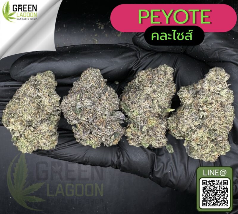 Peyote